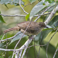 Asian Red-eyed Bulbul